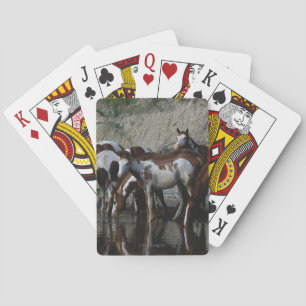 Paint Horses Drinking Playing Cards