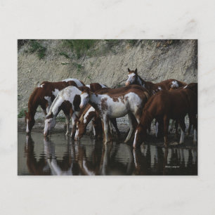 Paint Horses Drinking Postcard