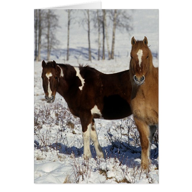 Paint Horses in the Snow (Front)