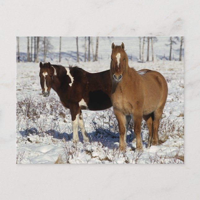 Paint Horses in the Snow Postcard (Front)