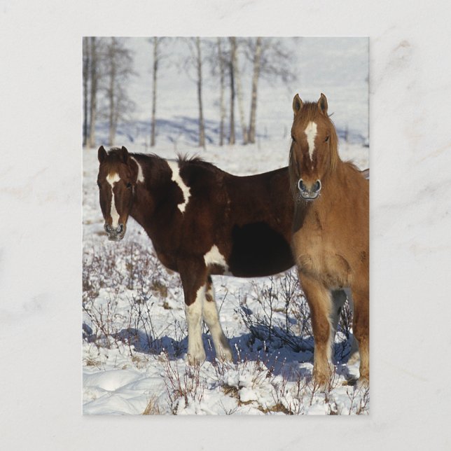 Paint Horses in the Snow Postcard (Front)