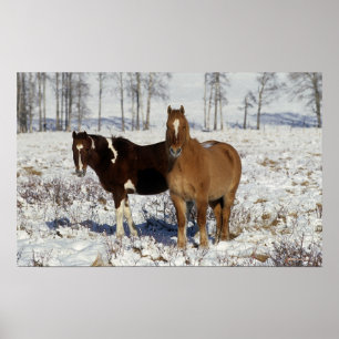Paint Horses in the Snow Poster