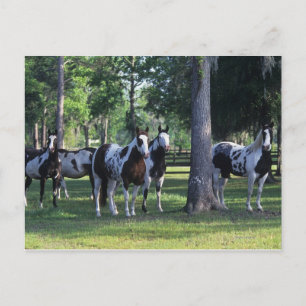 Paint Horses in the Trees Postcard