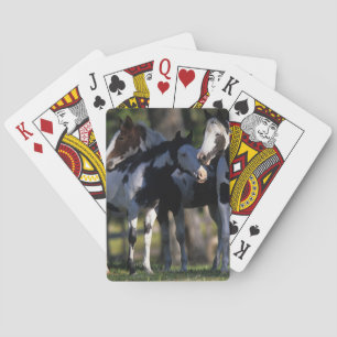 Paint Horses Playing Cards
