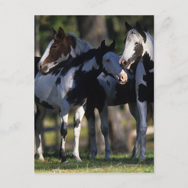 Paint Horses Postcard (Front)