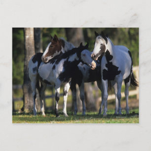 Paint Horses Postcard