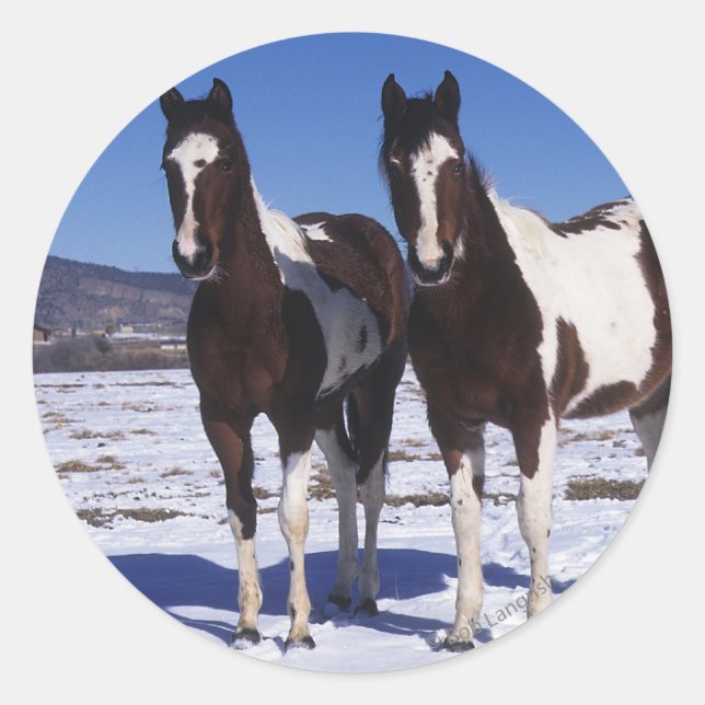 Paint Horses Standing in the Snow Classic Round Sticker (Front)