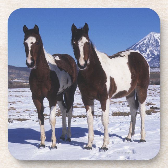Paint Horses Standing in the Snow Coaster (Front)