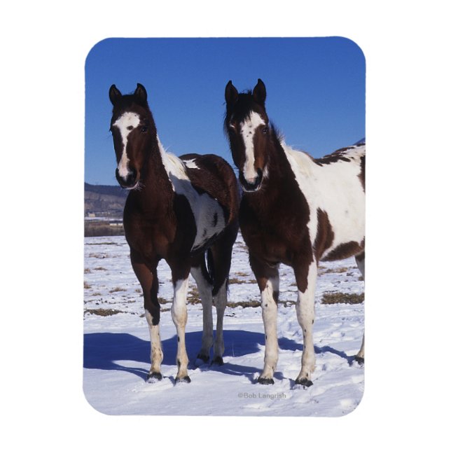 Paint Horses Standing in the Snow Magnet (Vertical)