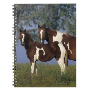 Paint Mare & Foal Notebook