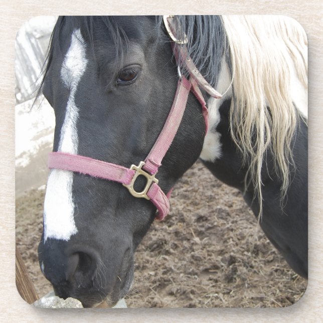 Paint Pinto Horse Coaster (Front)