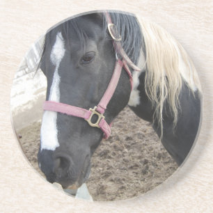 Paint Pinto Horse Coaster