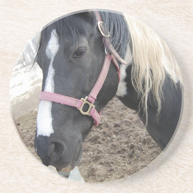 Paint Pinto Horse Coaster (Front)