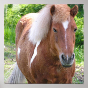 Paint Quarter Horse Print