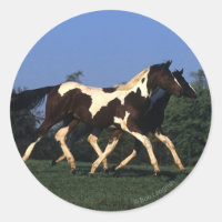 Paint Yearlings Running
