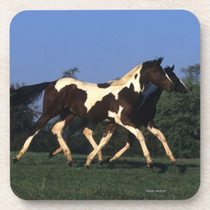 Paint Yearlings Running Coaster