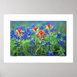 Paintbrush and Bluebonnets - Texas Poster