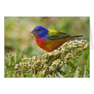 Painted Bunting