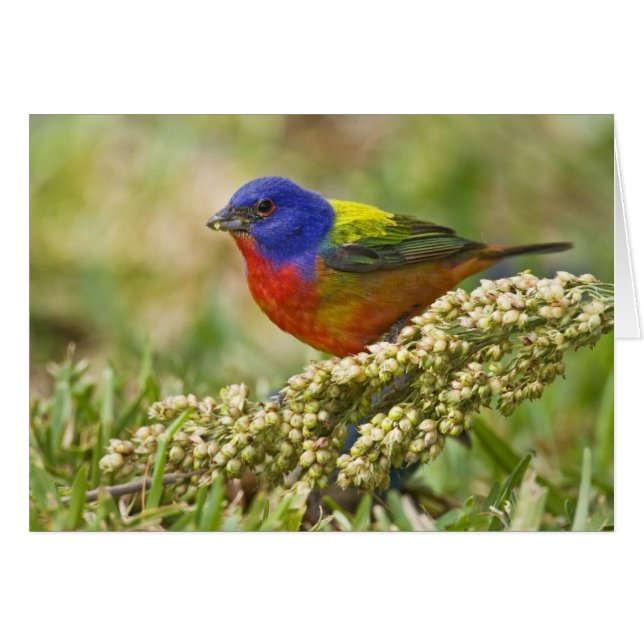 Painted Bunting (Front Horizontal)