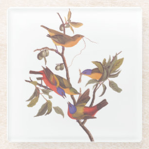 Painted Bunting Audubon Birds in Wild Fruit Tree Glass Coaster