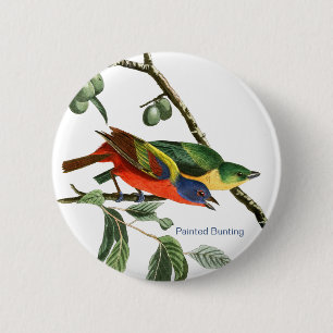 Painted Bunting, Audubon, Birdwatcher Finch Bird, 6 Cm Round Badge