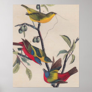 Painted Bunting Audubon Prints