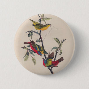 Painted Bunting Audubon Prints 6 Cm Round Badge