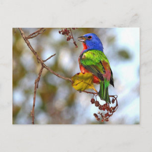 Painted Bunting, beautiful colourful bird Postcard