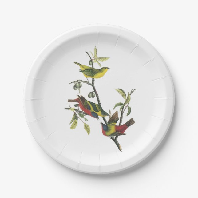 Painted Bunting by Audubon Paper Plate (Front)