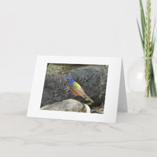 Painted Bunting Colourful Bird Blank Card