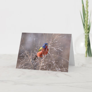 Painted Bunting Folded Greeting Card
