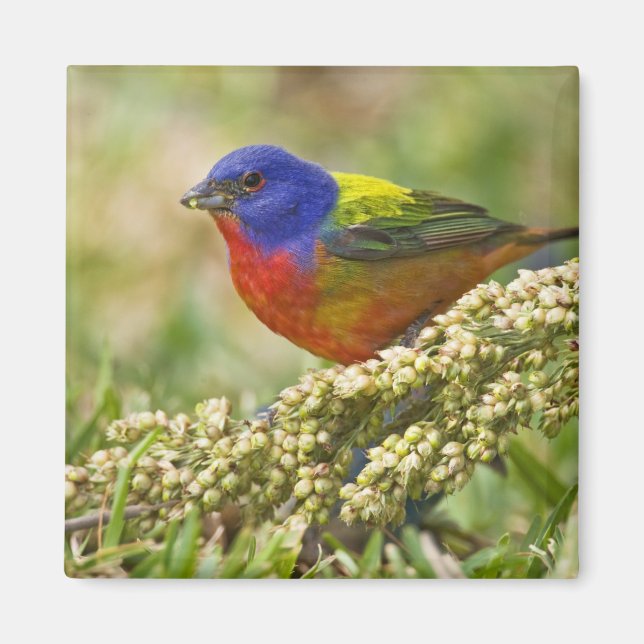 Painted Bunting Magnet (Front)