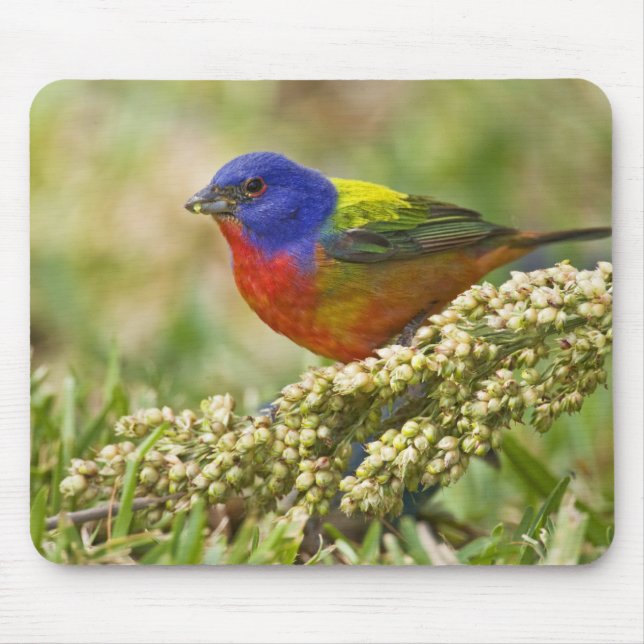 Painted Bunting Mouse Pad (Front)