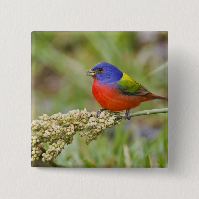Painted Bunting (Passerian ciris) male feeding 15 Cm Square Badge (Front)