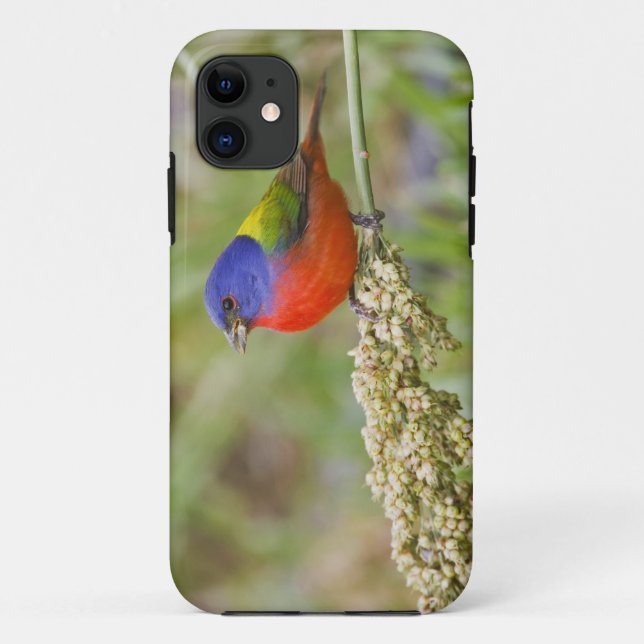 Painted Bunting (Passerian ciris) male feeding Case-Mate iPhone Case (Back)