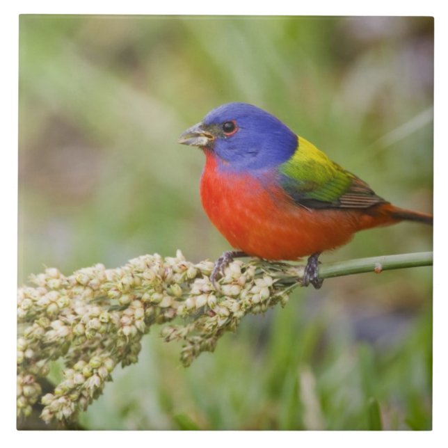 Painted Bunting (Passerian ciris) male feeding Ceramic Tile (Front)