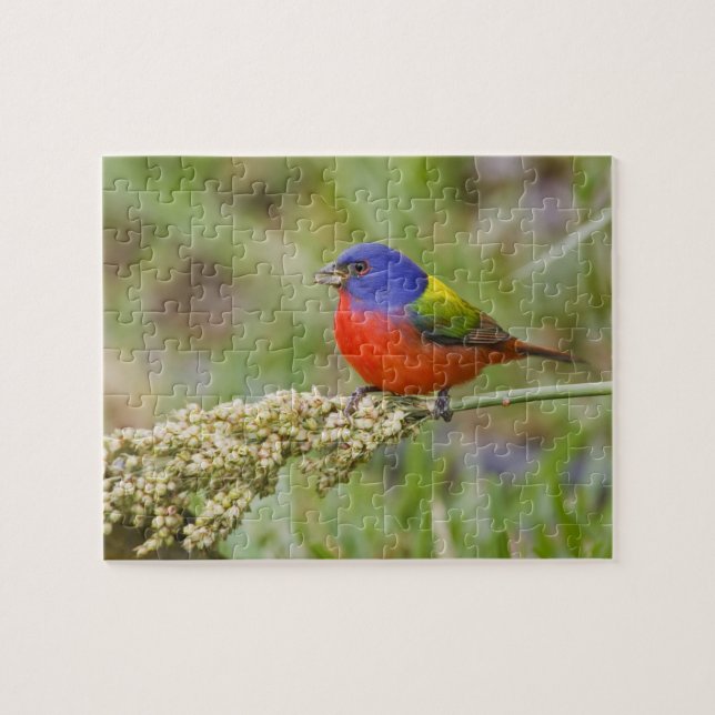 Painted Bunting (Passerian ciris) male feeding Jigsaw Puzzle (Horizontal)
