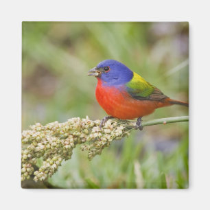 Painted Bunting (Passerian ciris) male feeding Magnet