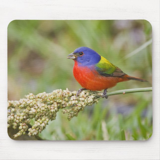 Painted Bunting (Passerian ciris) male feeding Mouse Pad (Front)