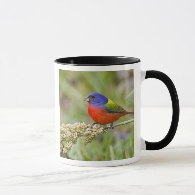 Painted Bunting (Passerian ciris) male feeding Mug (Right)