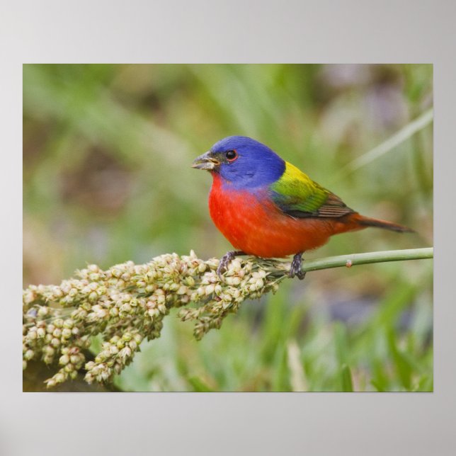 Painted Bunting (Passerian ciris) male feeding Poster (Front)