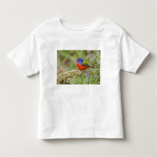 Painted Bunting (Passerian ciris) male feeding Toddler T-Shirt