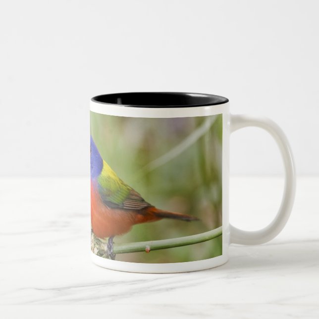 Painted Bunting (Passerian ciris) male feeding Two-Tone Coffee Mug (Right)