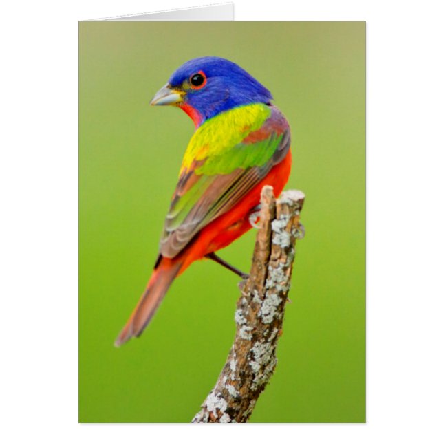 Painted Bunting (Passerina ciris) Male Perched (Front)