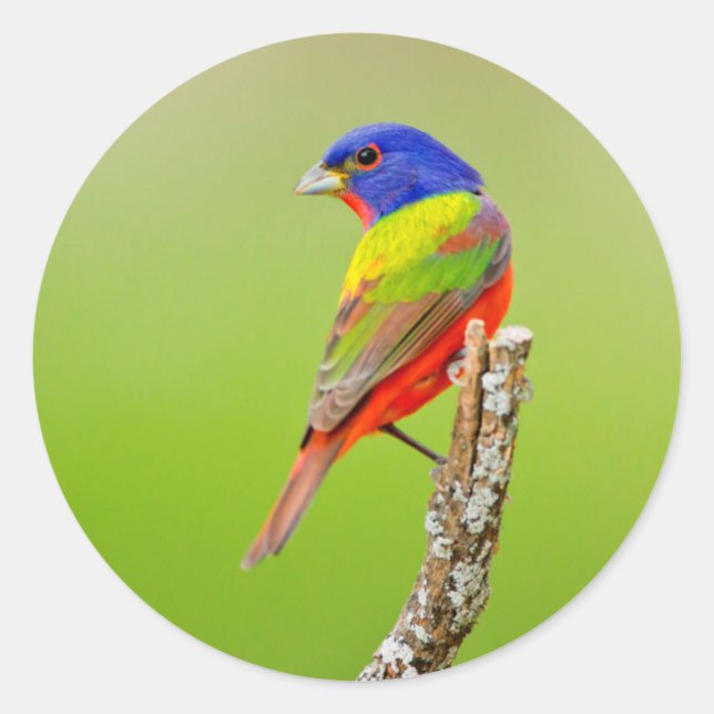 Painted Bunting (Passerina ciris) Male Perched Classic Round Sticker (Front)