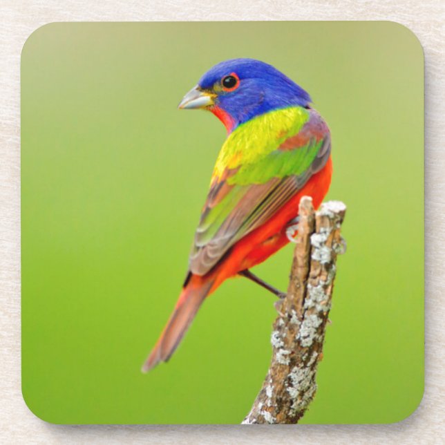 Painted Bunting (Passerina ciris) Male Perched Coaster (Front)