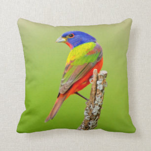 Painted Bunting (Passerina ciris) Male Perched Cushion