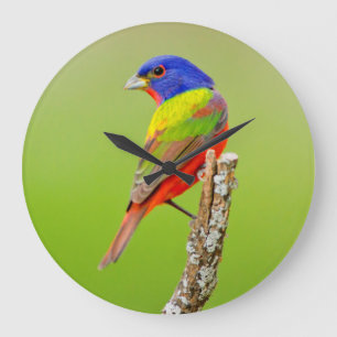 Painted Bunting (Passerina ciris) Male Perched Large Clock