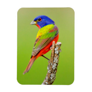 Painted Bunting (Passerina ciris) Male Perched Magnet