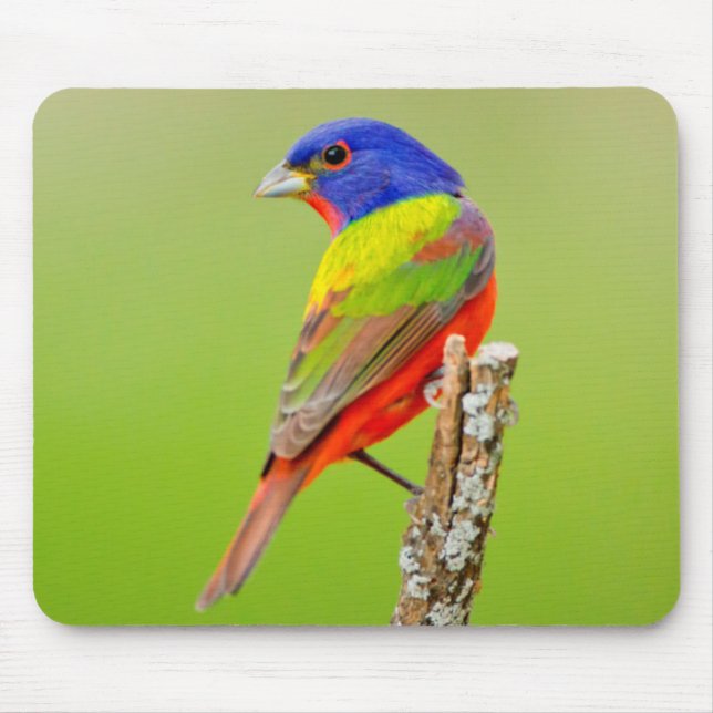 Painted Bunting (Passerina ciris) Male Perched Mouse Pad (Front)